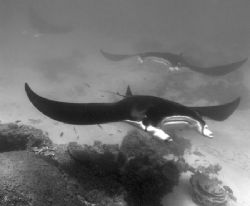 A trio of Mantas at cleaning station, Ningaloo Reef by Penny Murphy 